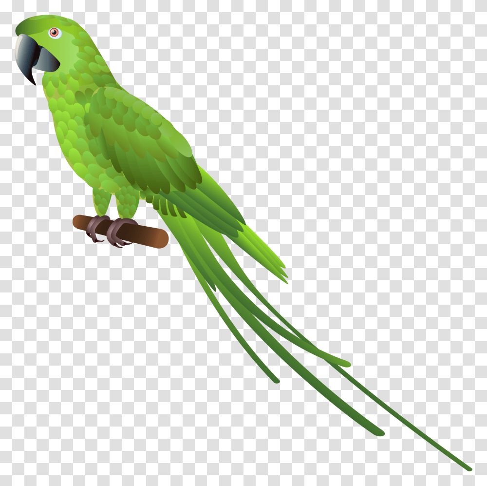 Eagle Parrot And Pigeon, Parakeet, Bird, Animal, Macaw Transparent Png