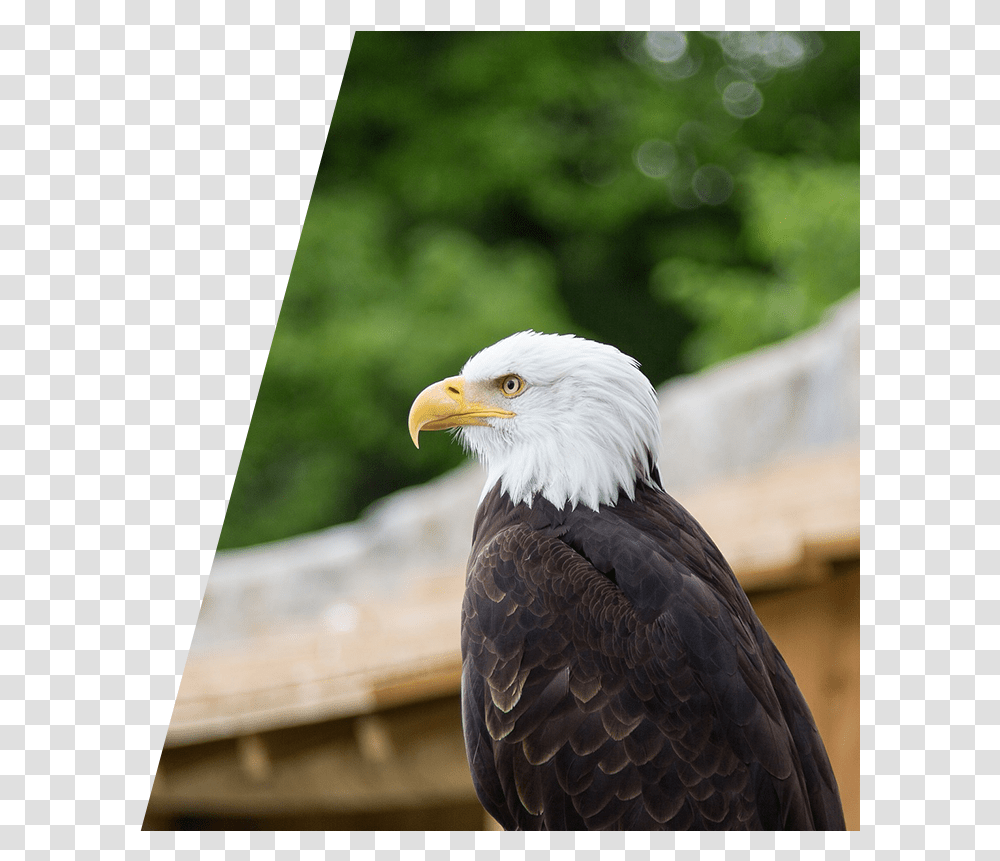 Eagle Perched On A Fence, Bird, Animal, Bald Eagle, Beak Transparent Png