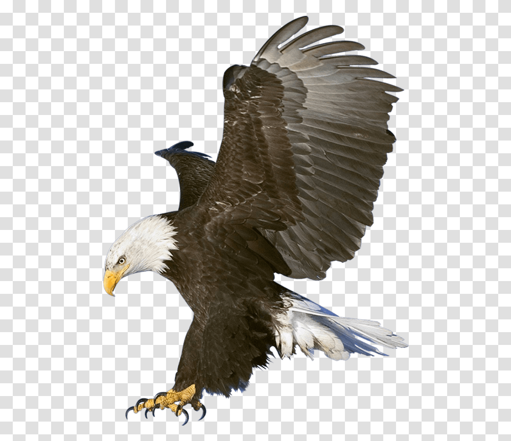 Eagle Photo Editing Background, Bird, Animal, Bald Eagle, Beak Transparent Png