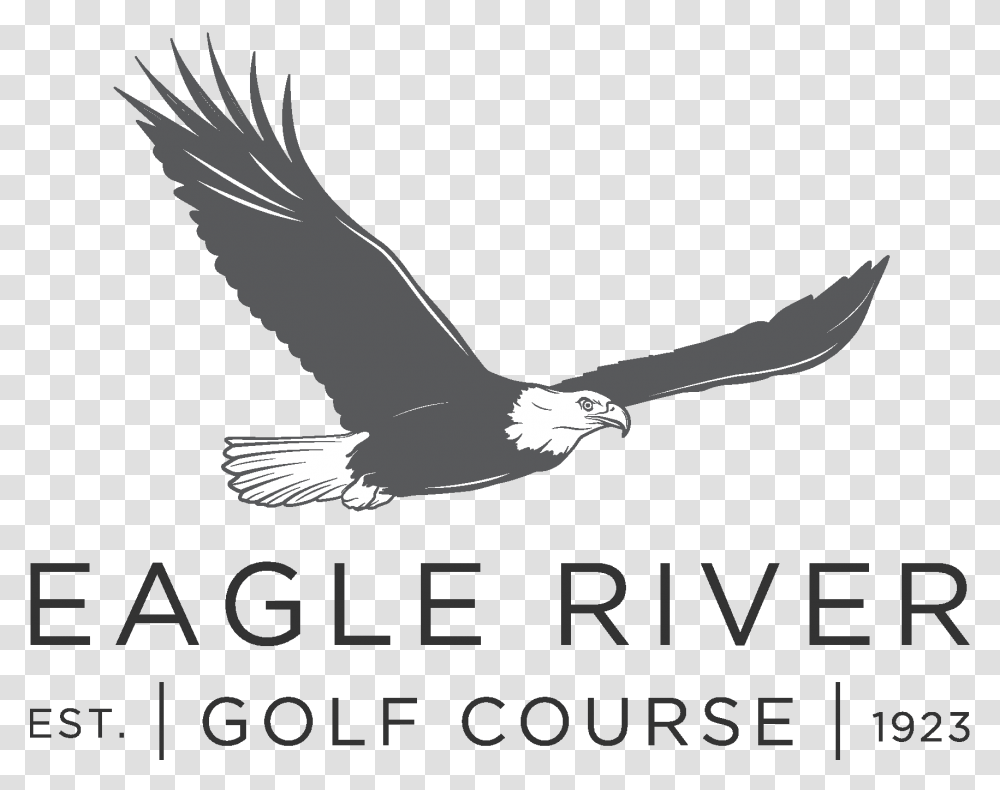 Eagle River, Bird, Animal, Flying, Bald Eagle Transparent Png