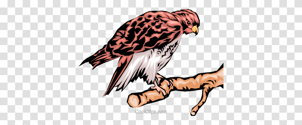 Eagle Royalty Free Vector Clip Art Illustration, Vulture, Bird, Animal, Hawk Transparent Png