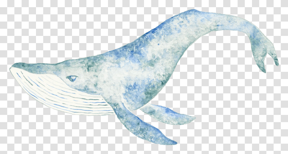 Eagle, Sea Life, Animal, Mammal, Whale Transparent Png