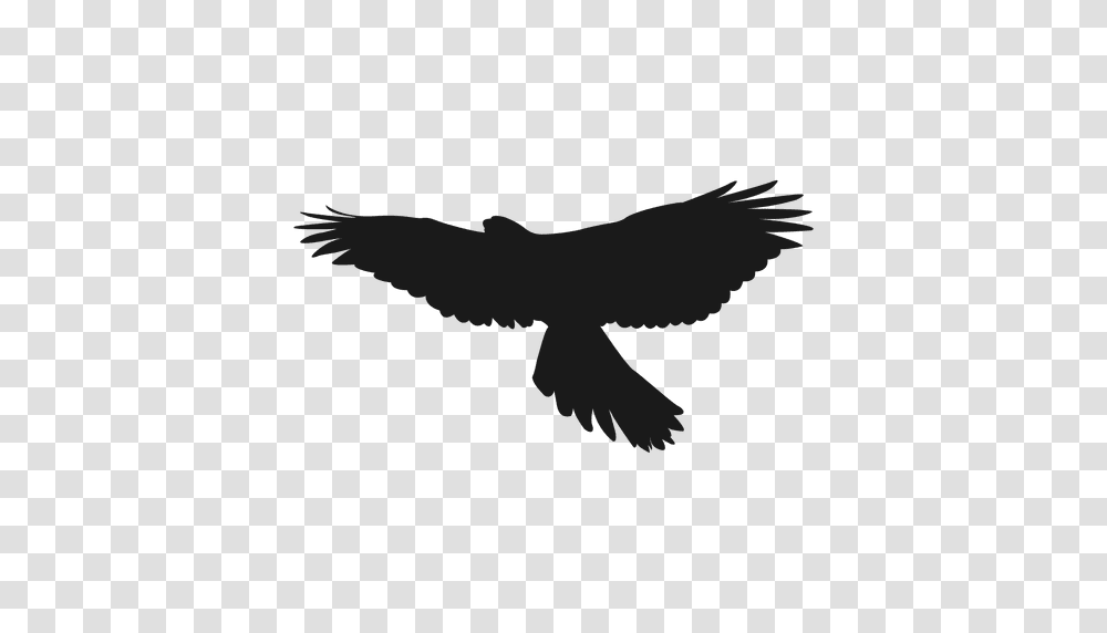 Eagle Silhouette, Flying, Bird, Animal, Blackbird Transparent Png
