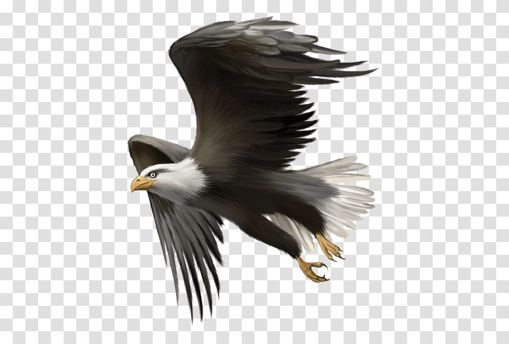 Eagle Sitting, Bird, Animal, Beak, Bald Eagle Transparent Png