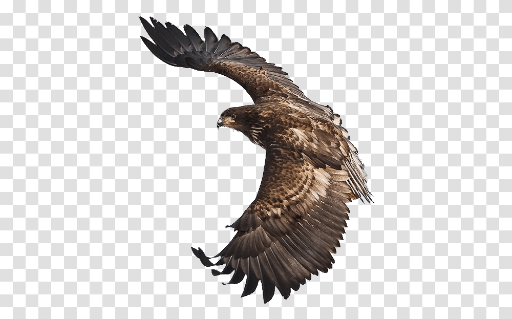 Eagle Soaring Image, Bird, Animal, Vulture, Buzzard Transparent Png