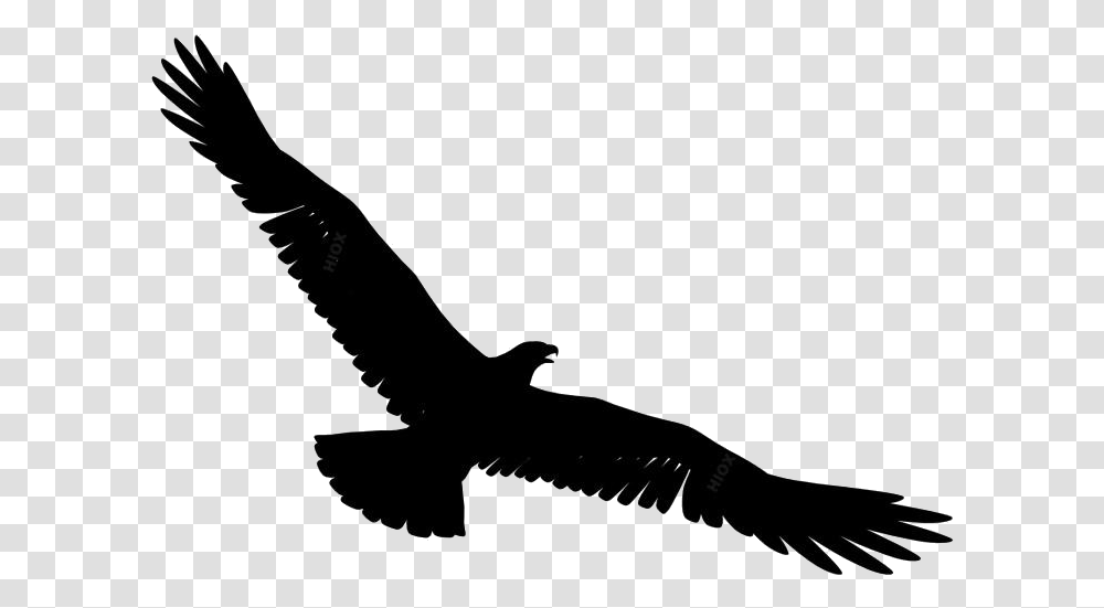 Eagle Spreading Its Wings Background Hd Bird Flying Gif, Weapon, Weaponry, Knife, Blade Transparent Png