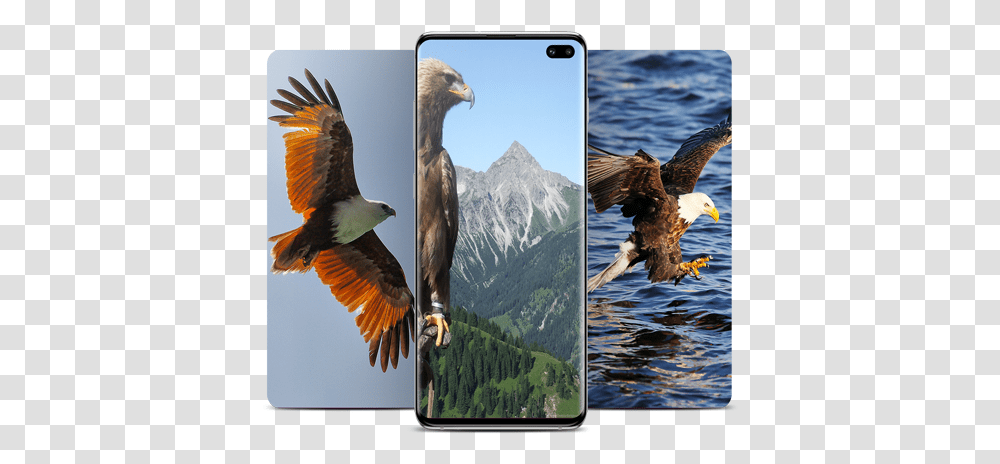 Eagle Wallpaper Hawk, Bird, Animal, Bald Eagle, Kite Bird Transparent Png