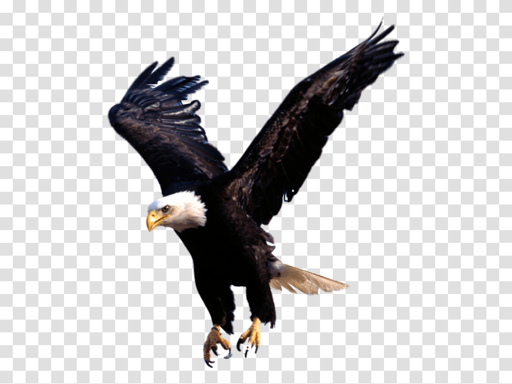 Eagle Wallpapers In Hd Nigeria National Under 20 Football Team, Bird, Animal, Bald Eagle, Flying Transparent Png