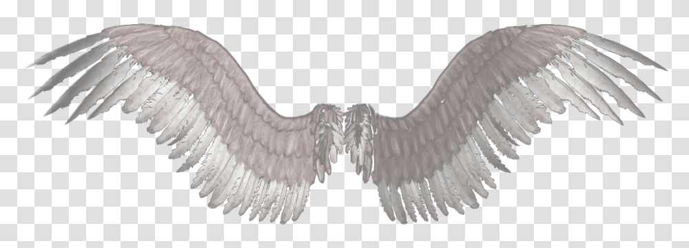 Eagle Wings Clipart Background Angel Wings, Bird, Animal, X-Ray, Medical Imaging X-Ray Film Transparent Png