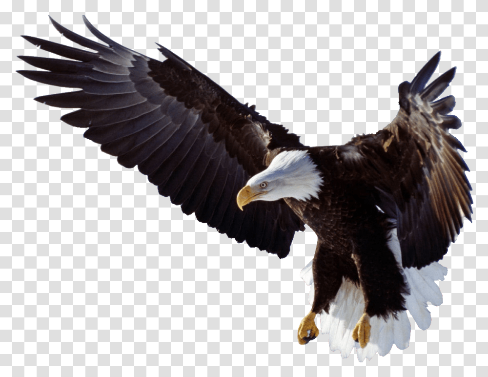Eagle Wings Logo Bald Eagle, Bird, Animal, Chicken, Poultry Transparent Png