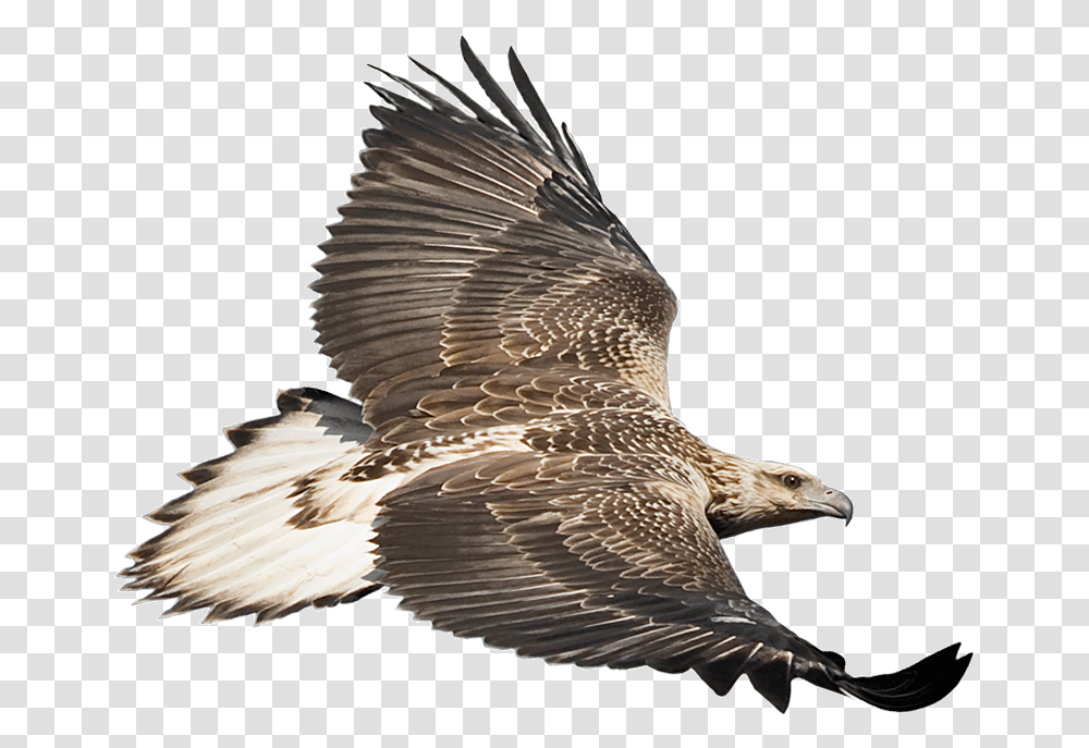 Eaglecam Logo White Bellied Sea Eagle, Bird, Animal, Vulture, Kite Bird Transparent Png