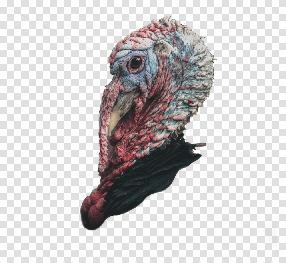 Eagles And Turkeys, Turkey Bird, Poultry, Fowl, Animal Transparent Png