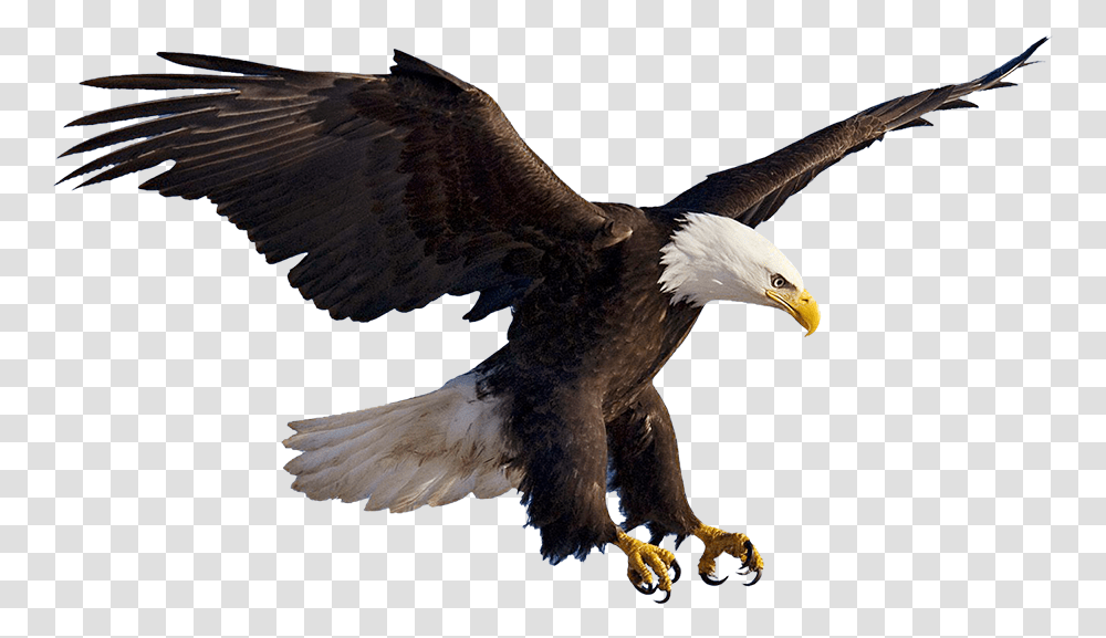 Eagles Clipart Prey Aguila, Bird, Animal, Bald Eagle, Flying Transparent Png