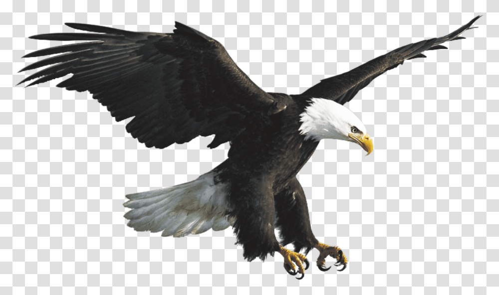 Eagles Flying, Bird, Animal, Bald Eagle, Beak Transparent Png