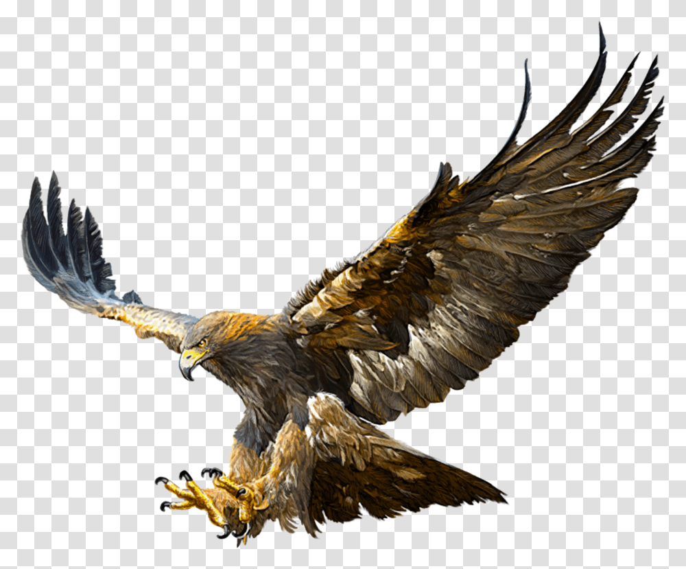 Eagles Flying Real Golden Eagle, Bird, Animal, Vulture, Kite Bird Transparent Png