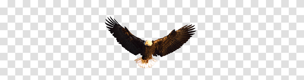 Eagles Wings, Bird, Animal, Brush, Tool Transparent Png