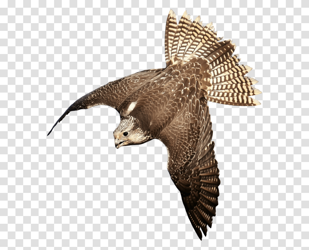 Eaglewildlifebuzzard Bird Of Prey, Animal, Hawk, Accipiter, Kite Bird Transparent Png
