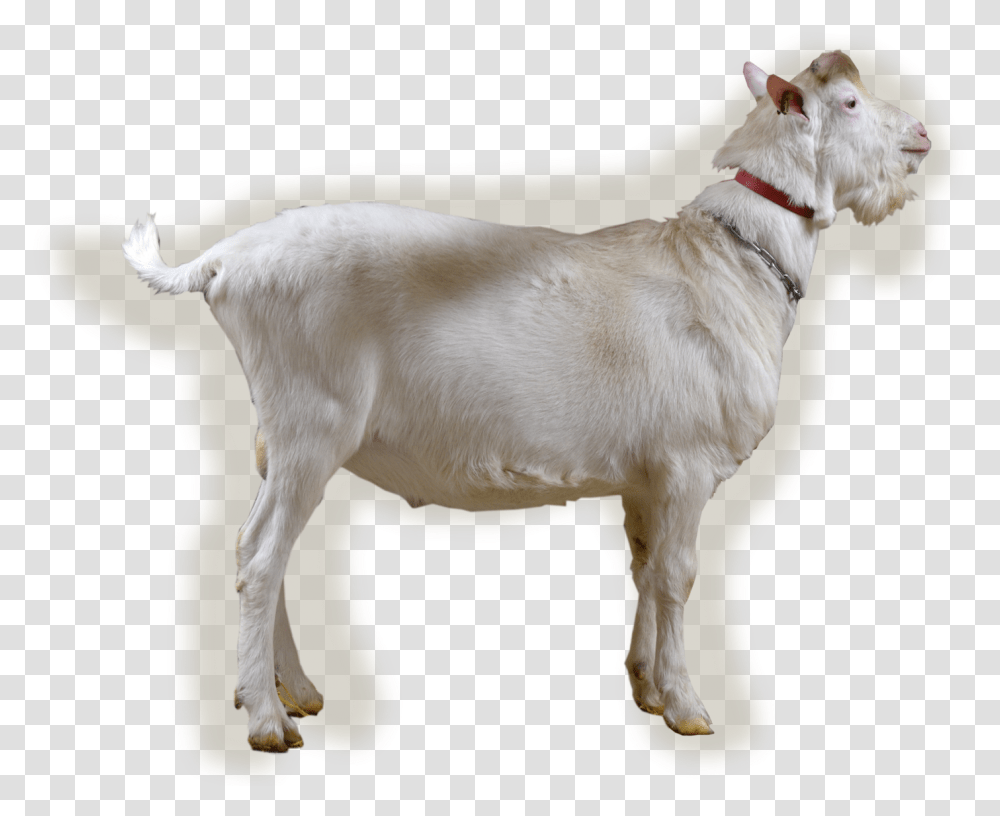 Ealtse, Dog, Pet, Canine, Animal Transparent Png