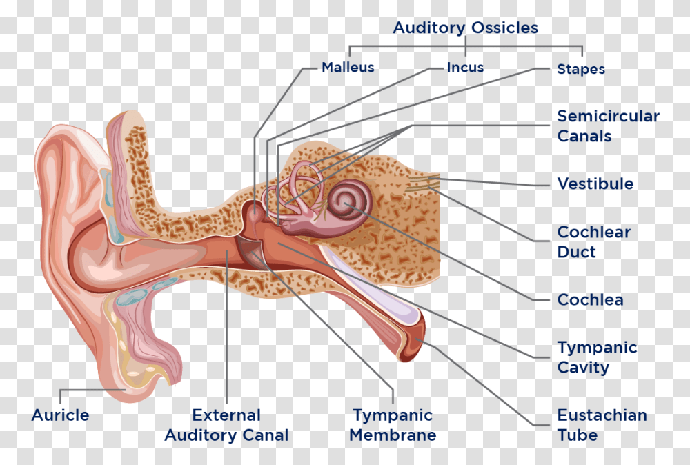 Ear Anatomy, Invertebrate, Animal, Sea Life, Octopus Transparent Png