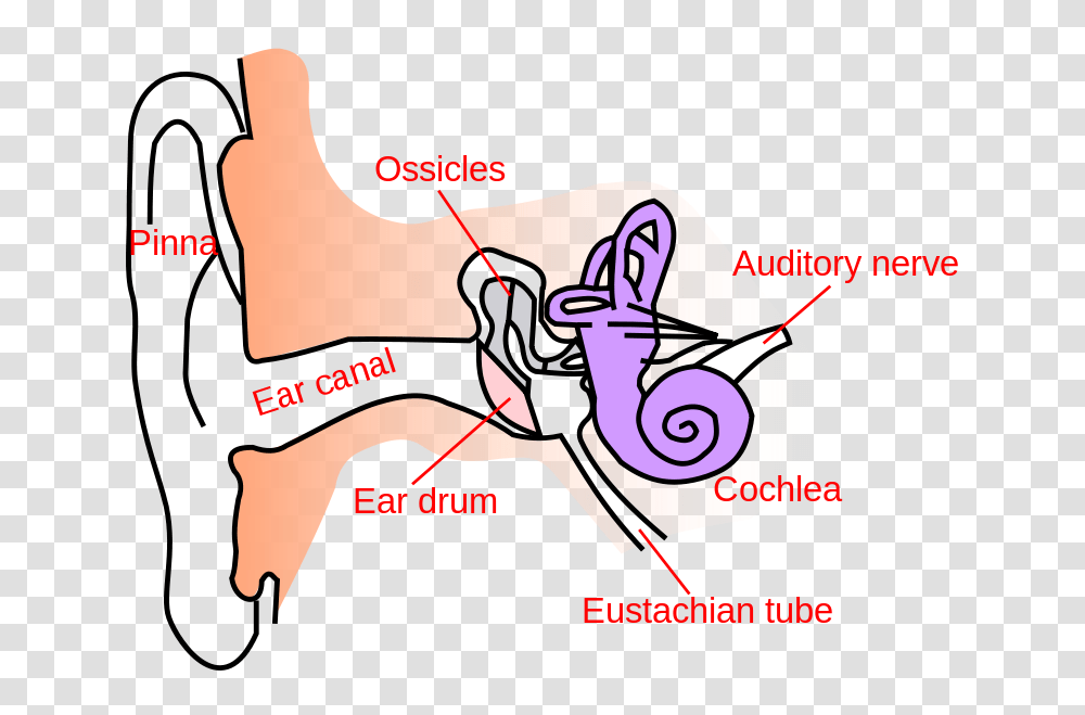 Ear Anatomy Text Small En, Plot, Diagram, Hand Transparent Png