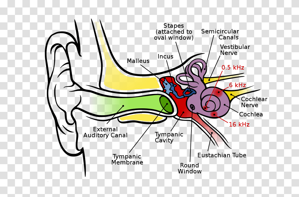 Ear Clip Art For Kids, Horn, Brass Section Transparent Png