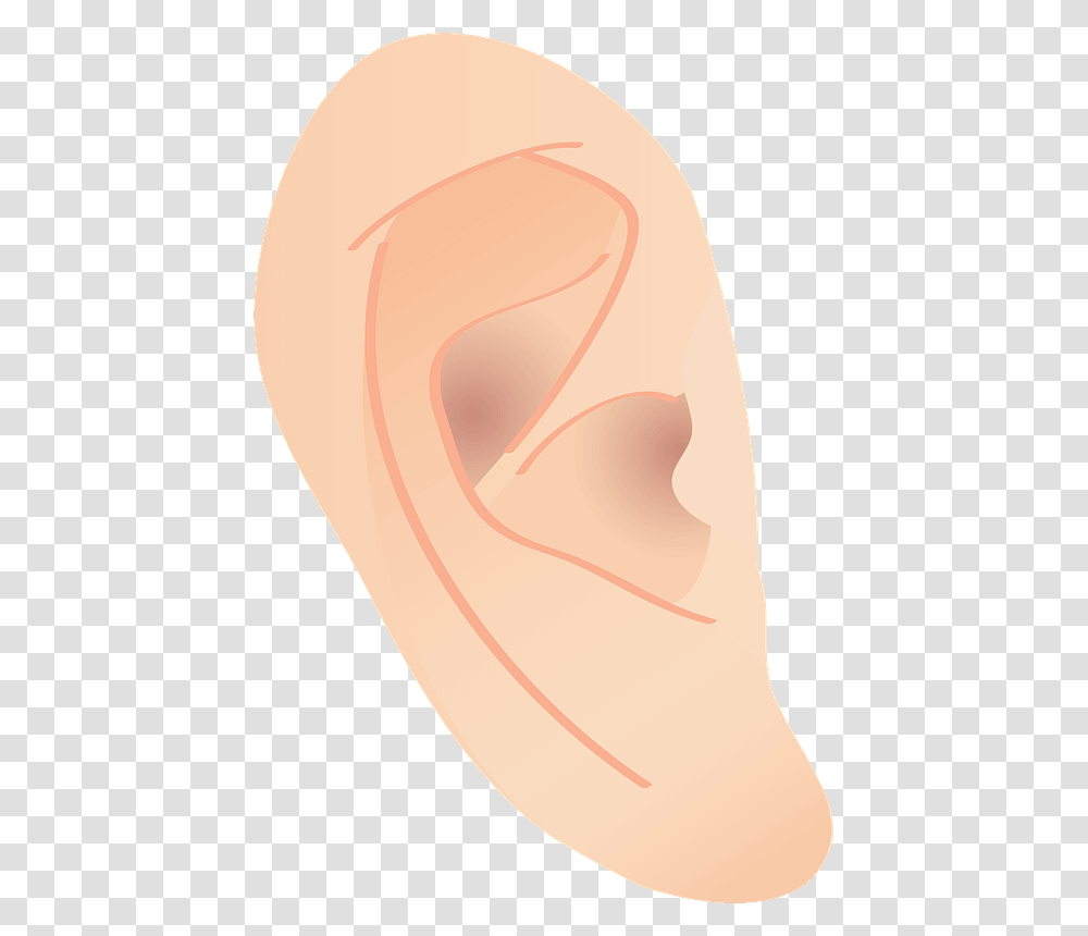 Ear Human Body Clipart Illustration Transparent Png
