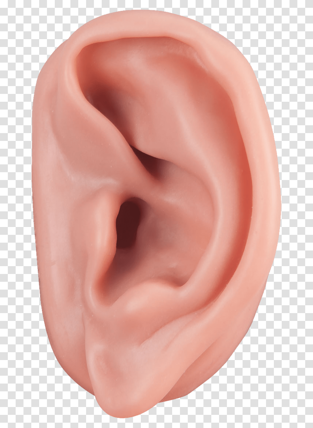 Ear Image Free Download Ear, Person, Human Transparent Png