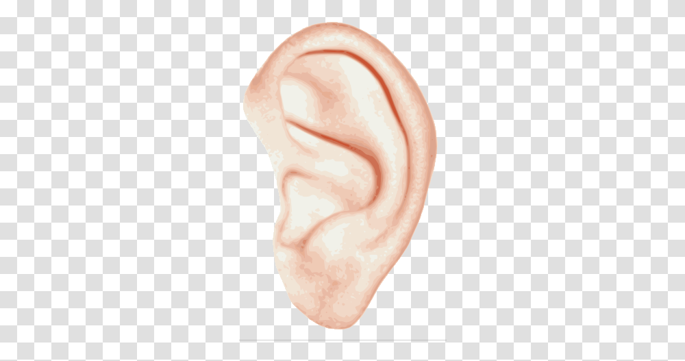 Ear Left Ears Transparent Png