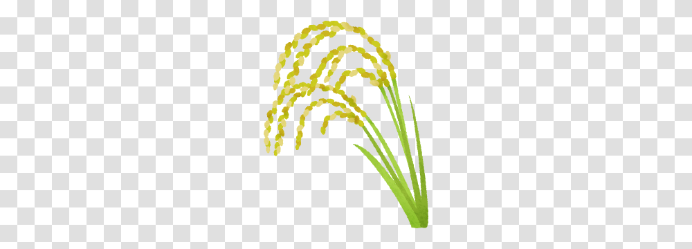Ear Of Rice Free Clipart Illustrations, Plant, Flower, Floral Design, Pattern Transparent Png