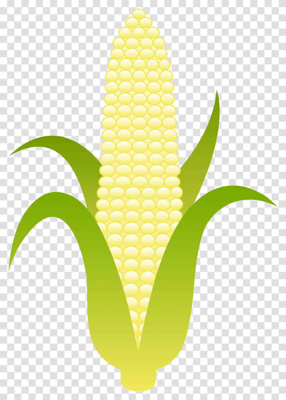 Ear Of Sweet White Corn Free Clip Art Illustration, Plant, Vegetable, Food, Banana Transparent Png