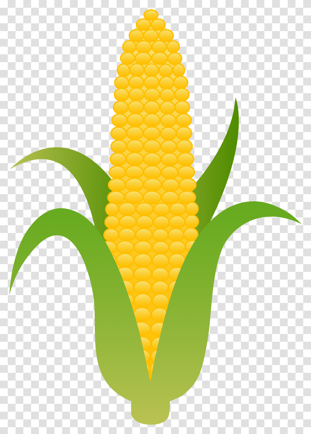 Ear Of Yellow Corn, Plant, Vegetable, Food Transparent Png