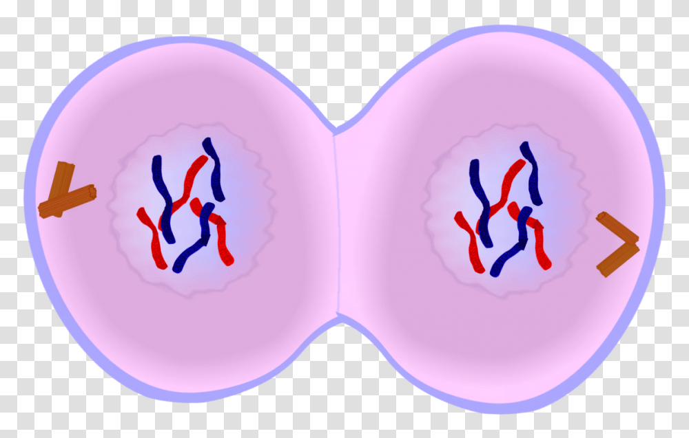 Early Telophase In Mitosis, Heart, Purple, Rubber Eraser, Bird Transparent Png