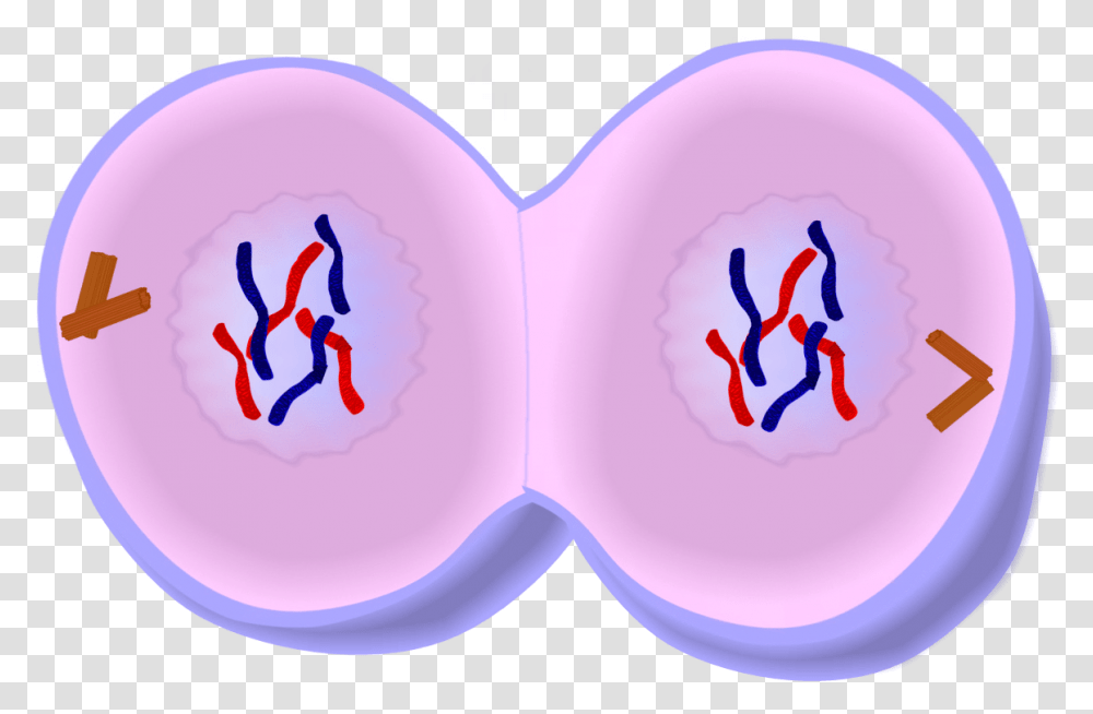 Early Telophase In Mitosis, Heart, Purple Transparent Png