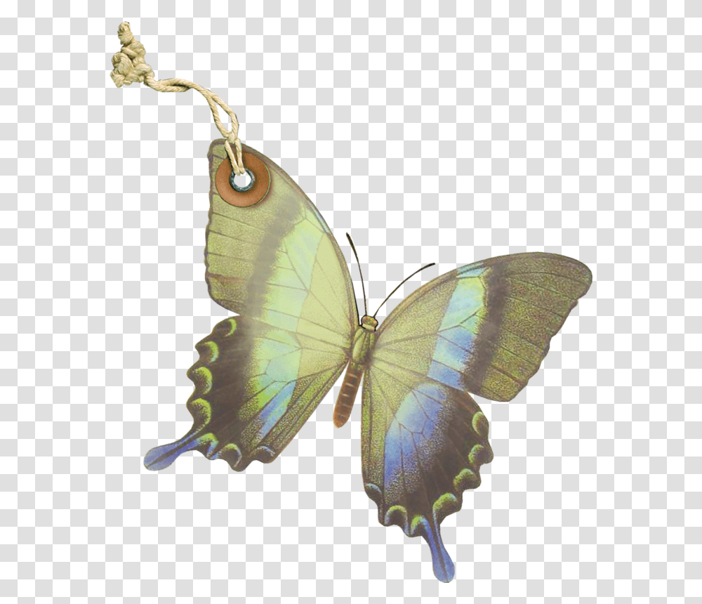 Earrings, Invertebrate, Animal, Insect, Butterfly Transparent Png