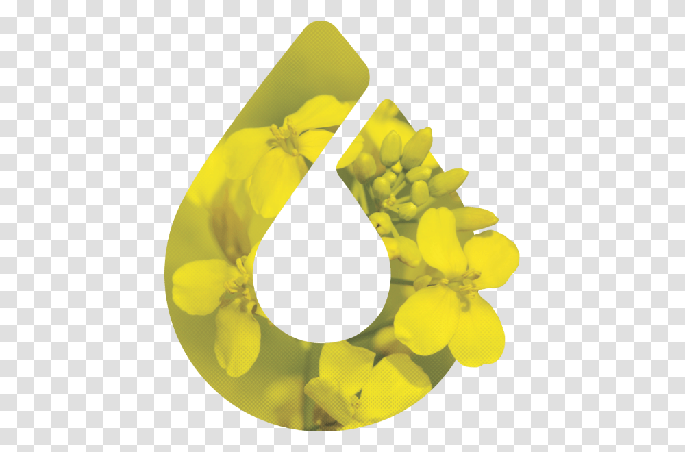 Earrings, Number, Plant Transparent Png