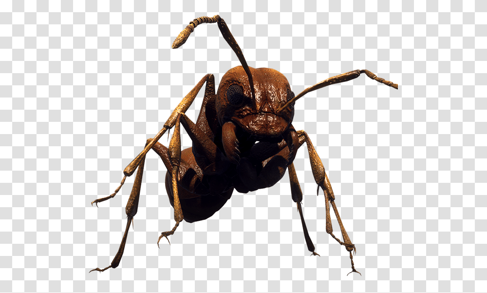 Earth Defense Force Ants, Insect, Invertebrate, Animal, Dinosaur Transparent Png