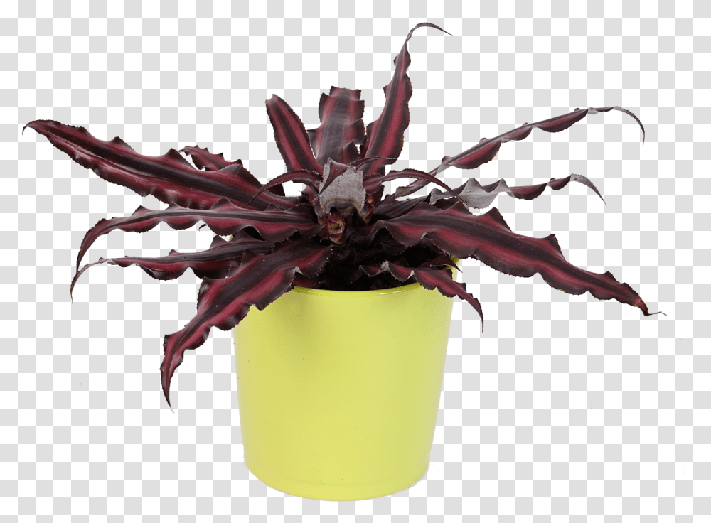 Earth Star Plant, Pot, Leaf, Dahlia, Flower Transparent Png