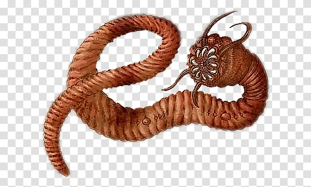 Earthworm Clipart Mongolian Death Worm, Invertebrate, Animal, Snail, Bronze Transparent Png