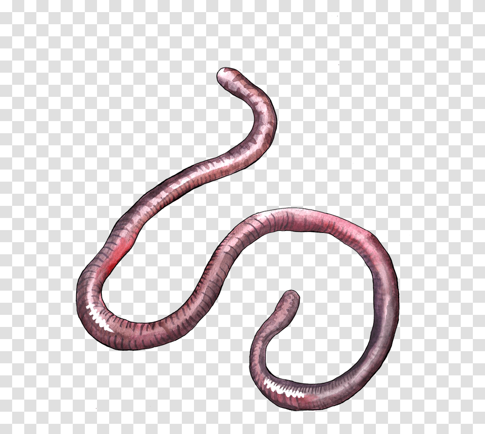 Earthworm Clipart Portable Network Graphics, Invertebrate, Animal, Snake, Reptile Transparent Png