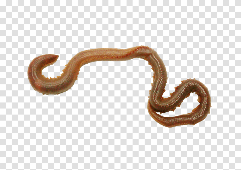 Earthworm Image With Annelid, Invertebrate, Animal, Snake, Reptile Transparent Png