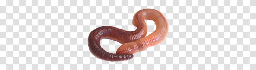 Earthworm Pest Control Services In Earthworm, Invertebrate, Animal, Fungus, Person Transparent Png