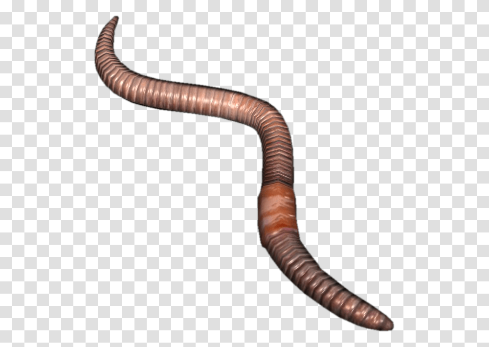Earthworm Worm Earth Worm, Invertebrate, Animal, Person, Human Transparent Png