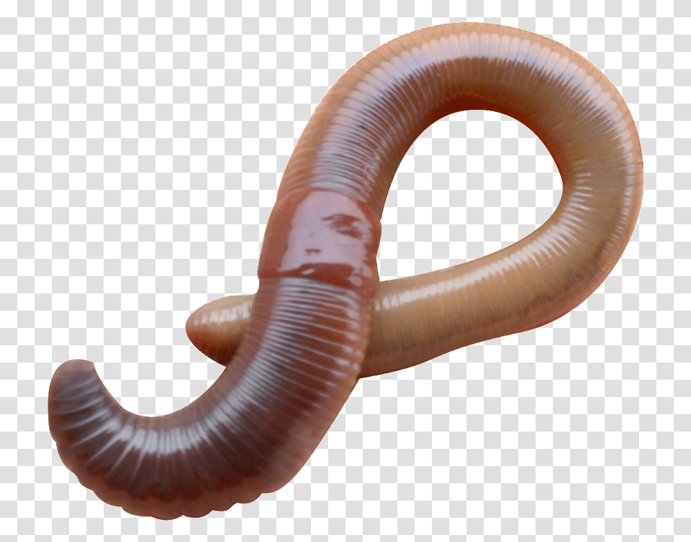 Earthworm Worm Earthworm Eudrilus Eugeniae, Invertebrate, Animal Transparent Png