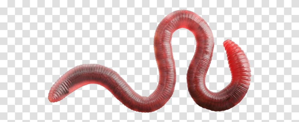 Earthworm Worm Earthworm, Snake, Reptile, Animal, Invertebrate Transparent Png