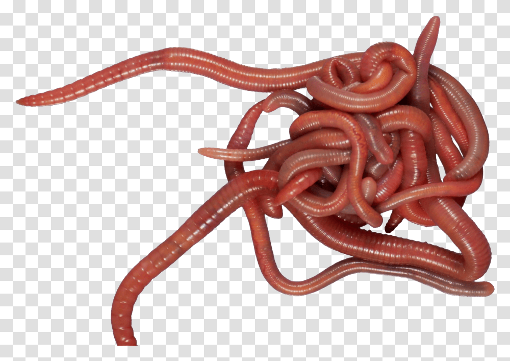Earthworm Worm Earthworms, Invertebrate, Animal, Sea Life Transparent Png