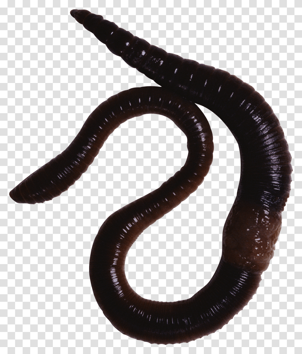 Earthworm Worm Oligochaeta Transparent Png