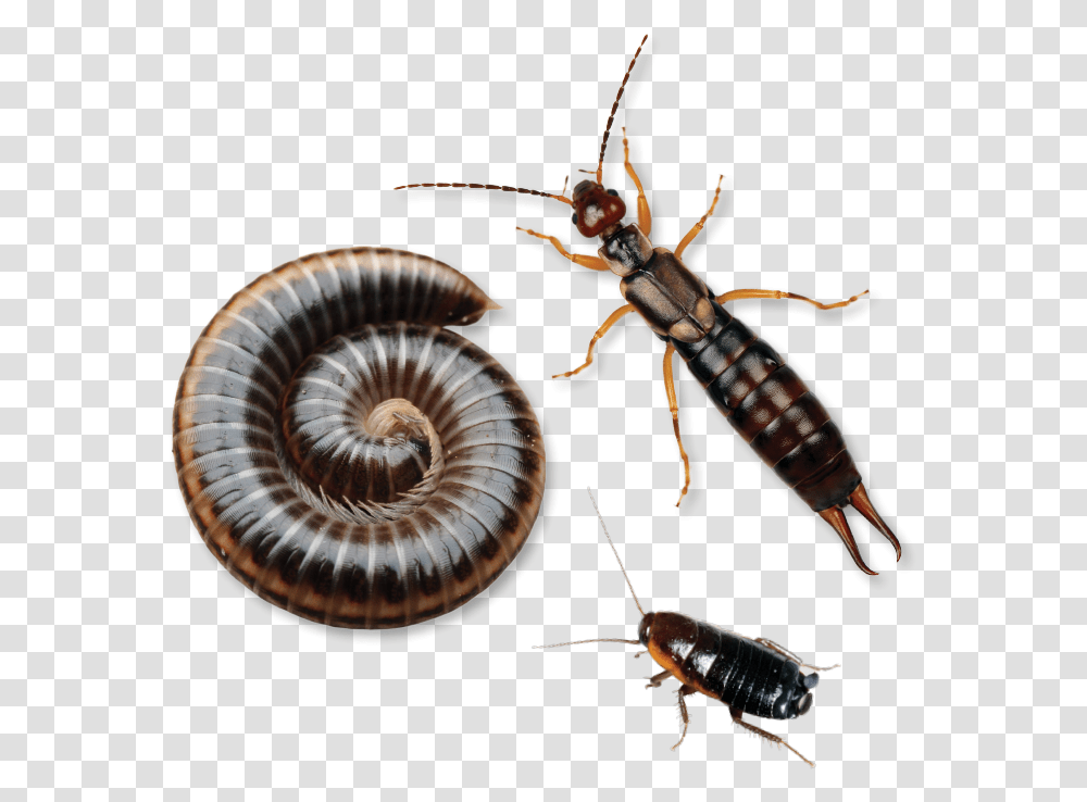 Earwig Insect, Invertebrate, Animal, Honey Bee, Cockroach Transparent Png