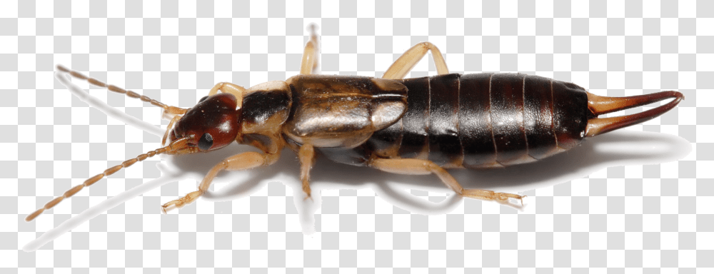 Earwig On Clear Background Earwig, Insect, Invertebrate, Animal, Cockroach Transparent Png