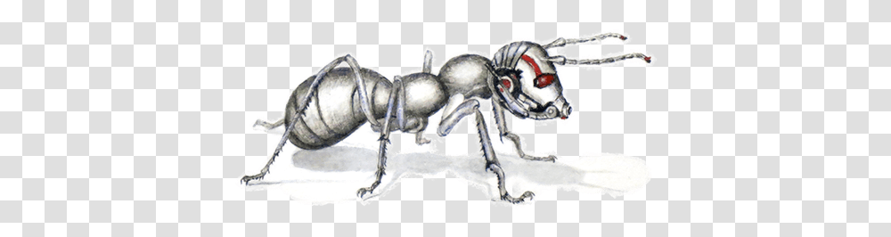 Earwigs, Ant, Insect, Invertebrate, Animal Transparent Png