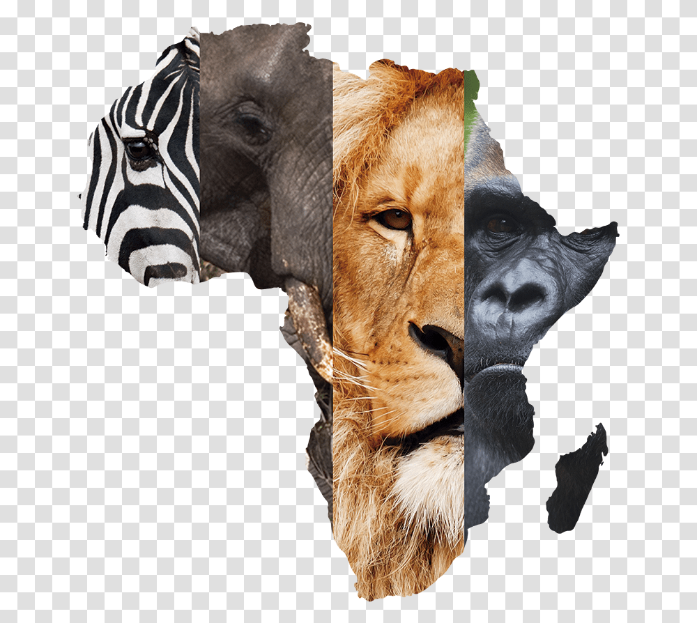 East Africa Located, Mammal, Animal, Wildlife, Horse Transparent Png